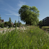 Groene berm.png